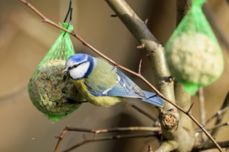 Blue tit eating from a tit dumpling on a bare tree branch, Blue tit (Cyanistes caeruleus),
