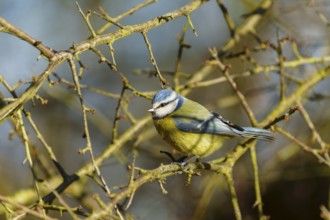 A blue tit sitting on a thorny branch with blue sky, Blue tit (Cyanistes caeruleus), wildlife,