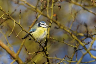 Blue tit on a branch in the sunshine, surrounded by fresh leaves, Blue tit (Cyanistes caeruleus),