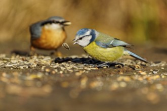 Birds eating seeds, including a blue tit, in the wild, blue tit (Cyanistes caeruleus), wildlife,
