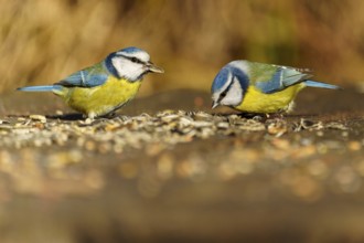 Two blue tits feeding on a wooden base, blue tit (Cyanistes caeruleus), wildlife, Germany