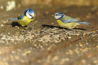 Two blue tits eating seeds on the ground in the wild, blue tit (Cyanistes caeruleus), wildlife,
