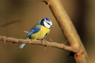 Blue tit sitting on a thorny branch and looking attentively, Blue tit (Cyanistes caeruleus),