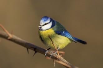 Blue tit sitting upright on a bare thorn branch with focus on the plumage, Blue tit (Cyanistes