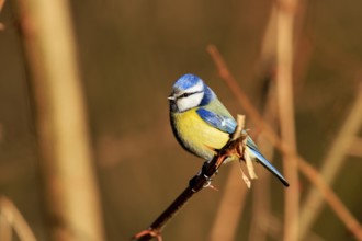 Blue tit sitting on a branch, surrounded by blurred background, Blue tit (Cyanistes caeruleus),