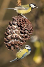 Blue Tit and Great Tit at a pine cone with food, Blue Tit (Cyanistes caeruleus), wildlife, Germany