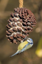 Blue tit pecking at a hanging pine cone in winter, Blue tit (Cyanistes caeruleus), wildlife,