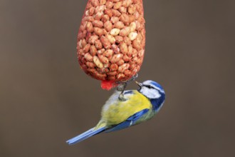 Blue tit hanging upside down from a net full of peanuts, Blue tit (Cyanistes caeruleus), wildlife,