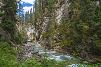 Scenic view of bow river flowing through the lush green moss covered canyon walls of johnston