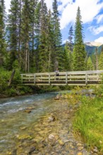 Tourist standing on a wooden bridge over a pristine river, surrounded by lush pine trees and the