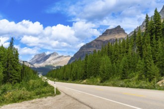 Empty highway stretching through a dense pine forest with the canadian rockies towering in the