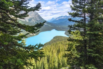 Turquoise peyto lake meanders through a valley, framed by majestic pine trees and mountain peaks in