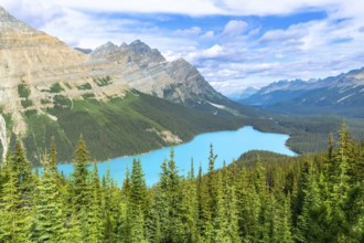 Turquoise peyto lake is shining under a cloudy sky, surrounded by lush vegetation and the imposing
