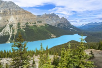 Turquoise peyto lake is shining under the summer sun in banff national park, surrounded by lush