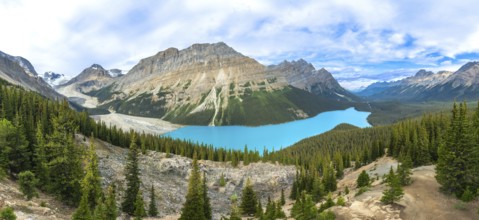 Panoramic view of turquoise peyto lake, surrounded by lush pine forests and towering mountains, a