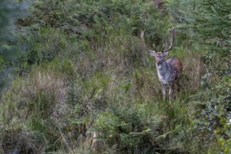I can observe more and more fallow deer (Dama dama) in the vicinity of the main rutting ground,