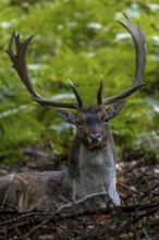 Rutting fallow deer (Dama dama) regularly leave the rutting ground to rest for a short time,