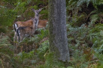 Again and again, small groups move into the sparse oak forest to eat the freshly fallen acorns,