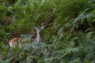 The Dama dama cannot resist the tempting offer of acorns, the upright fern fronds still cover the