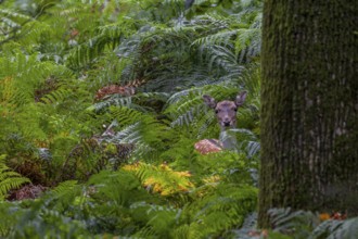 The bracken fern provides perfect protection for the dama dama, Germany