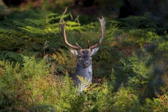 In the early evening, the fallow deer (Dama dama) leaves its daytime hide and moves to a grazing