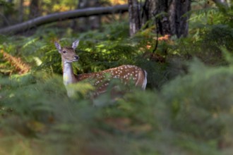 Large stands of bracken provide good cover for this fallow deer (Dama dama) and in quiet areas the