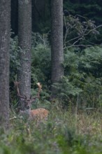 The fallow deer (Dama dama) looks attentively in my direction, then disappears into the jungle of