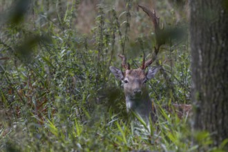 From good cover the fallow deer (Dama dama) looks at the photographer, abnormal, Feistzeit, Germany