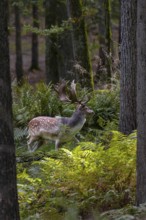A fallow deer (Dama dama) directly in front of the main rutting site recognisable in the