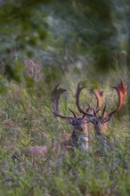 The antlers of the fallow deer (Dama dama) glow in the light of the rising sun, Feistzeit, Germany