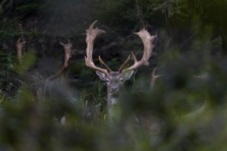 The fallow deer (Dama dama) are still travelling together, but in 3 weeks at the latest they will