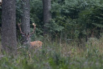 The photo shows the difficulties of photographing fallow deer (Dama dama) in such an environment,