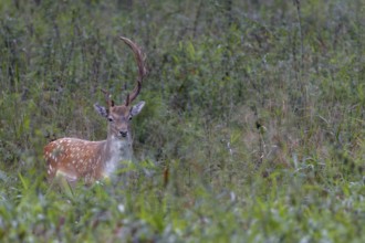 This fallow deer (Dama dama) grows interesting antlers, in technical jargon such a headdress is