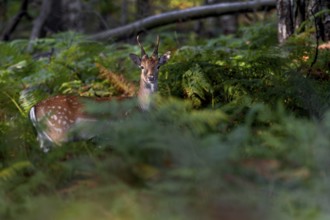 The rays of the evening sun penetrate the foliage of the beech trees, the fallow deer (Dama dama)