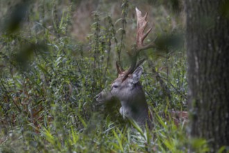 The natural forest meadow offers the fallow deer (Dama dama) good cover, abnormal, Feistzeit,