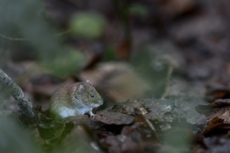 Many food scraps collect under a tit dumpling, the bank vole (Myodes glareolus) cannot resist the