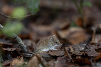 The bank vole (Myodes glareolus) rarely eats directly at the feeding site, it eats in a safe place,