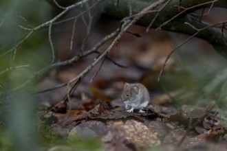 Red-backed vole (Myodes glareolus) searches for food among the foliage, the branches offer it some