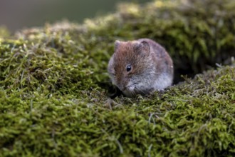 A bank vole (Myodes glareolus) eats the food offered directly on the branch, vector, hantavirus,