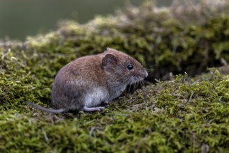 The bank vole (Myodes glareolus) is about to disappear into the crevice behind it and enjoy the