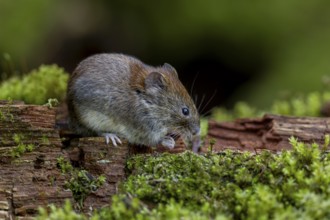 It is amazing how trusting the bank voles (Myodes glareolus) become at the feeding place, they walk