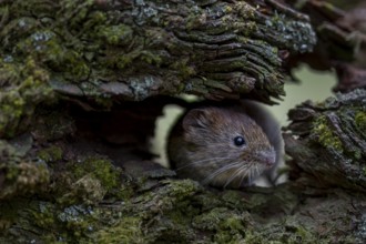 The bank vole (Myodes glareolus) looks curiously out of a tree root, vector, hantavirus, Germany