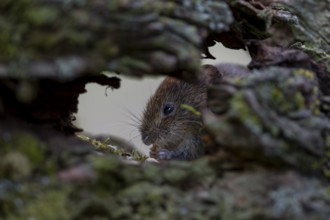 Under the protection of a tree root, a bank vole (Myodes glareolus) savours the food on offer,