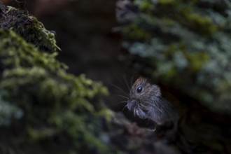 In the root network, the bank vole (Myodes glareolus) is well protected from aerial predators,