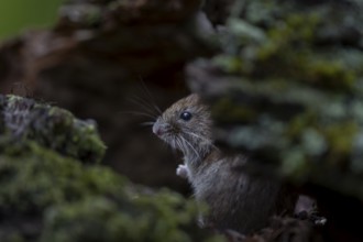 A bank vole (Myodes glareolus) searches for food in a tree root, it is also called forest vole,