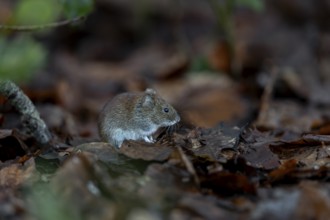The bank vole (Myodes glareolus) waits motionless in the same place for a few seconds before