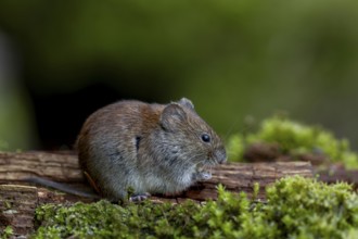 The feeding area, which was only created for small rodents, is perfectly accepted by the bank voles