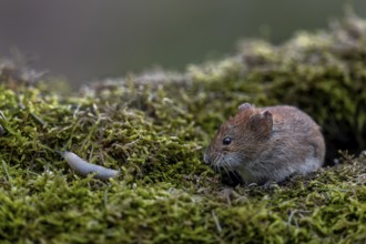 Encounter between a bank vole (Myodes glareolus) and a nudibranch, vector, hantavirus, Germany