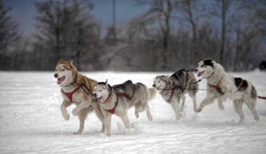 Dog sled racing snowfall