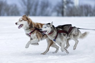 Husky dog sled racing